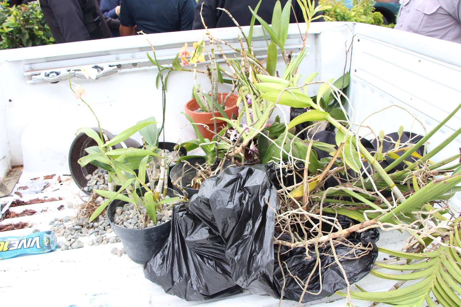 Policía captura antisocial apodado «Ladrón de Las Orquídeas»