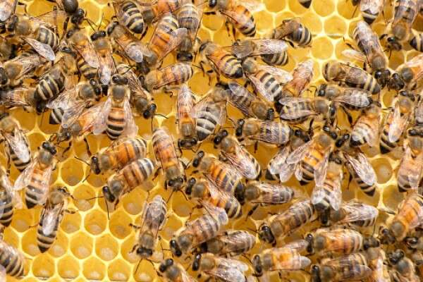 Las abejas desempeñan un papel crucial en la agricultura y el medio ambiente.