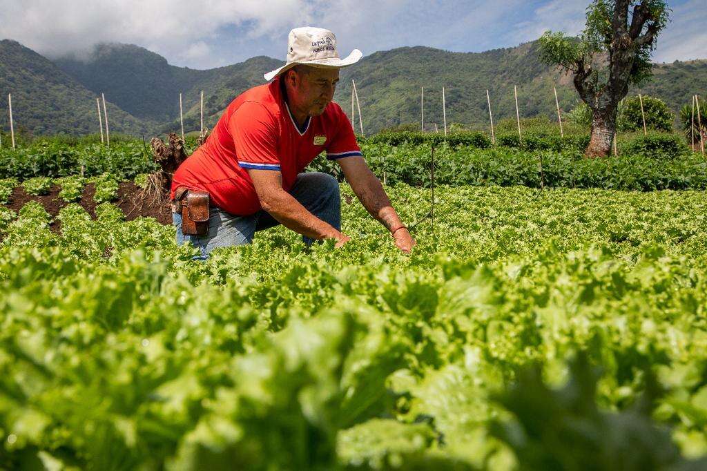 Día Nacional del Agricultor 15 de mayo