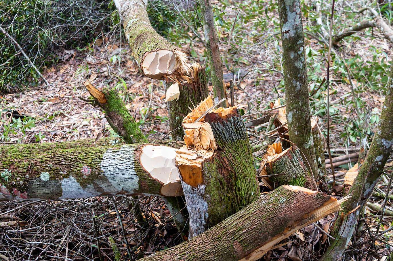 Medio Ambiente apresa a dominicano por depredar bosque en Parque Nalga de Maco
