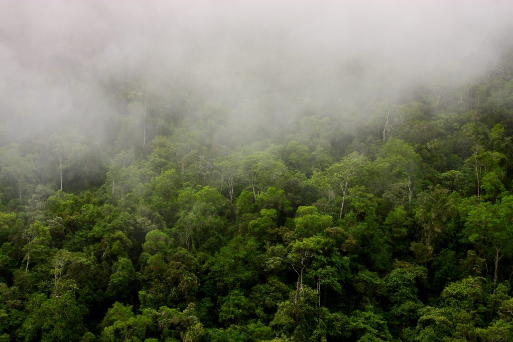 22 de junio: Día Mundial de los Bosques Tropicales