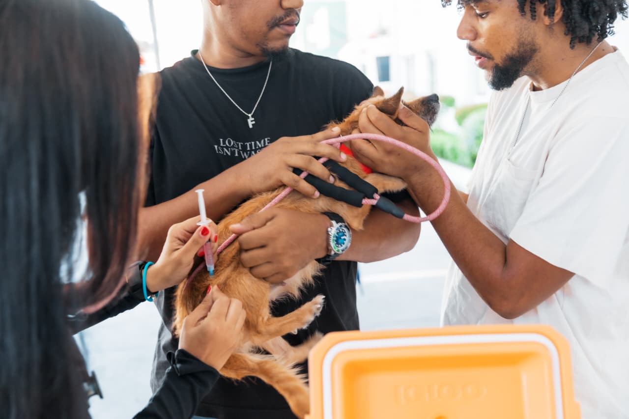 Alcaldía DN realiza jornada de esterilización y vacunación para más de 400 mascotas
