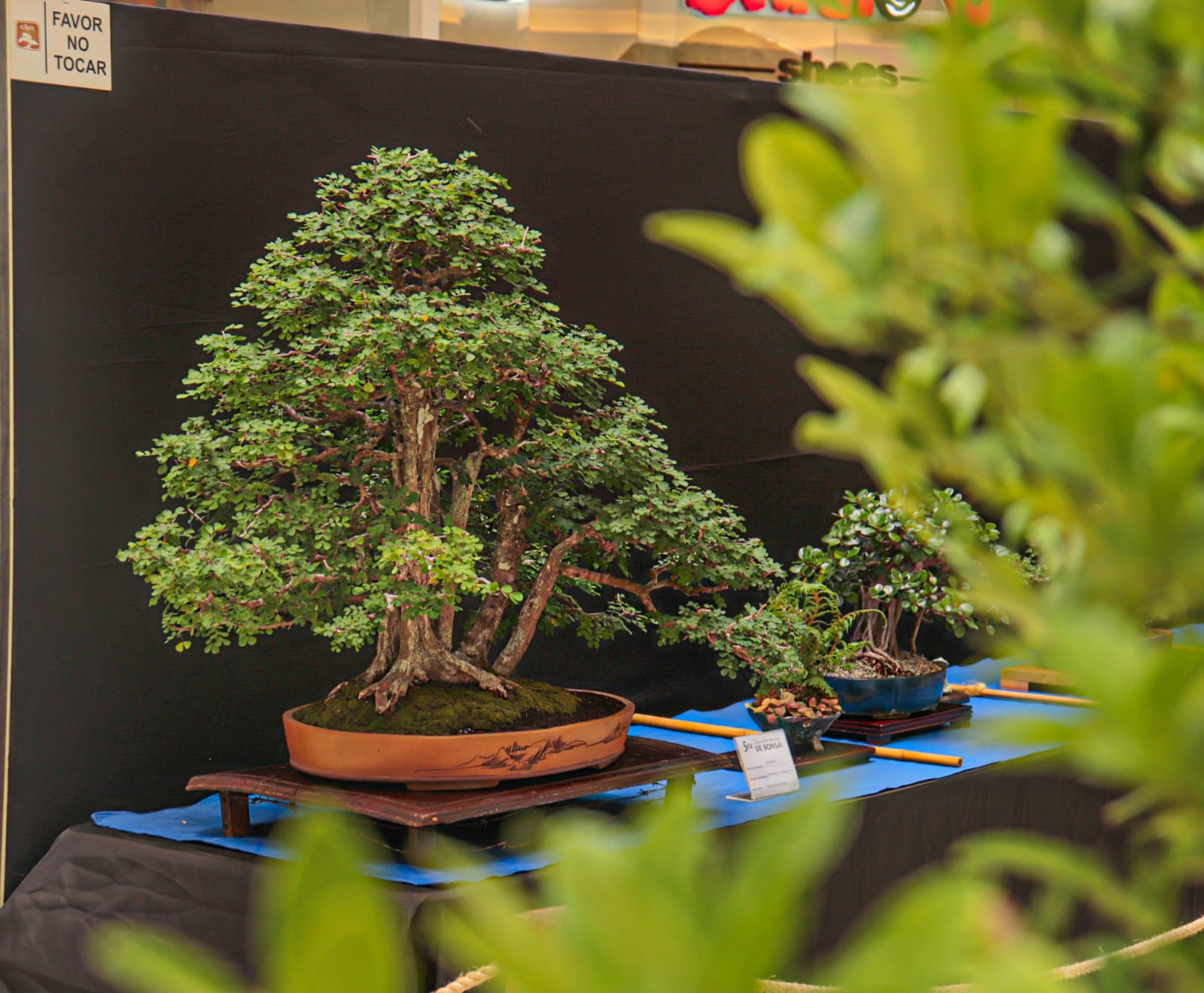 Japón y República Dominicana celebran la Quinta Exposición Nacional de Bonsái con 54 árboles milenarios