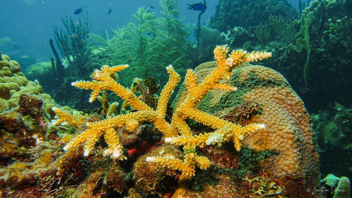 República Dominicana participará en histórica expedición científica para investigar los ecosistemas marinos profundos del Caribe