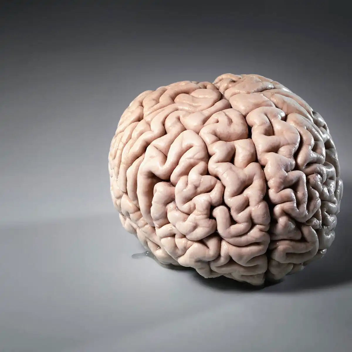 22 de julio de 2026 – Día Mundial del Cerebro