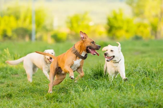 21 de julio de 2026 – Día Mundial del Perro