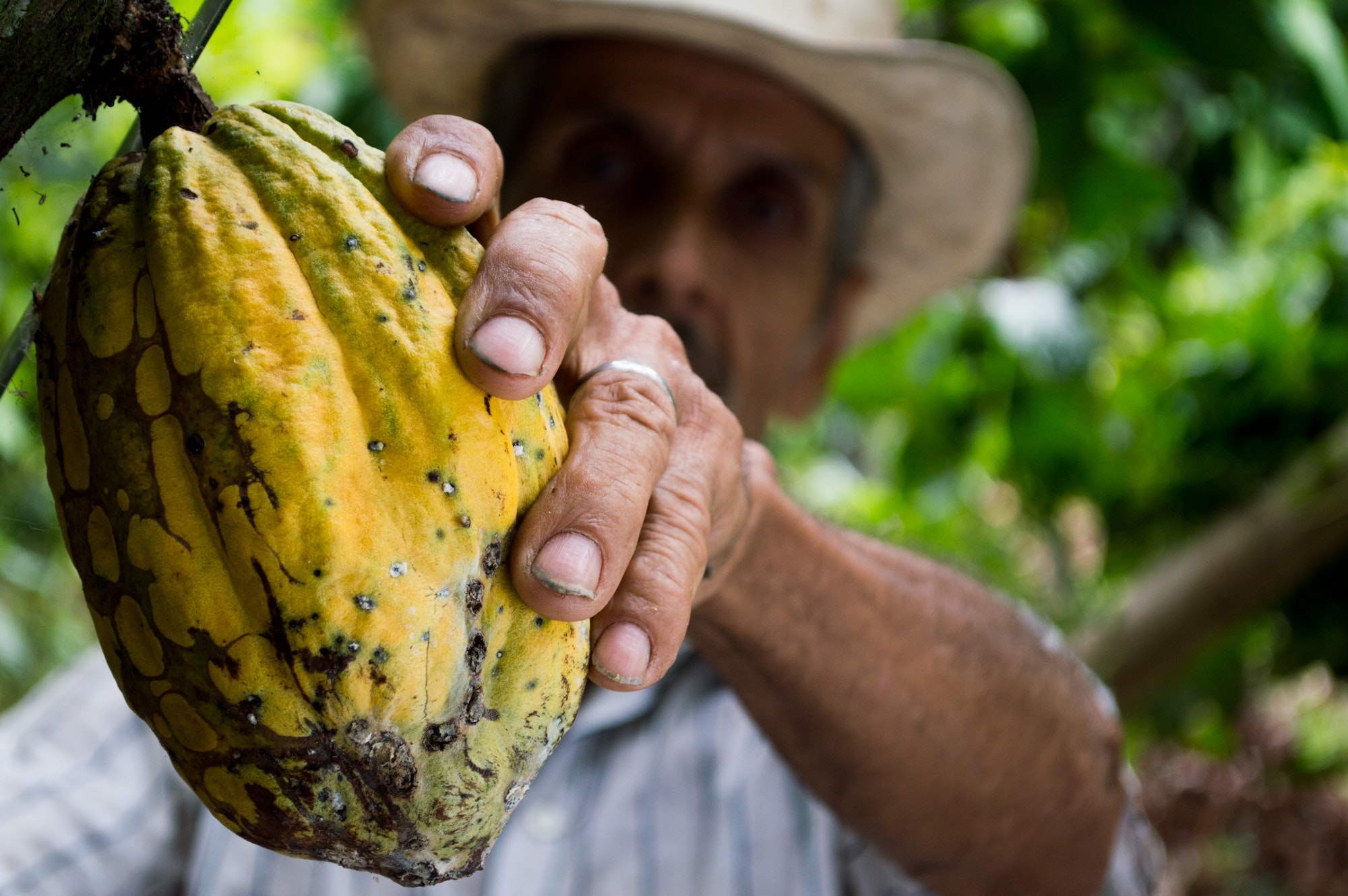 Exportaciones dominicanas de cacao alcanzan US$669 millones y crecen 55 % en 2025